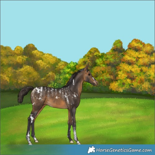 Horse Color:Powder White White Spotted Buckskin 