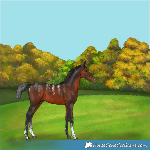 Horse Color:Powder White Brown