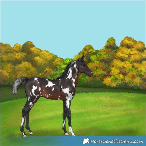 Horse Color:White Spotted Brown 