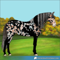 Horse Color:Bay Tobiano Leopard 
