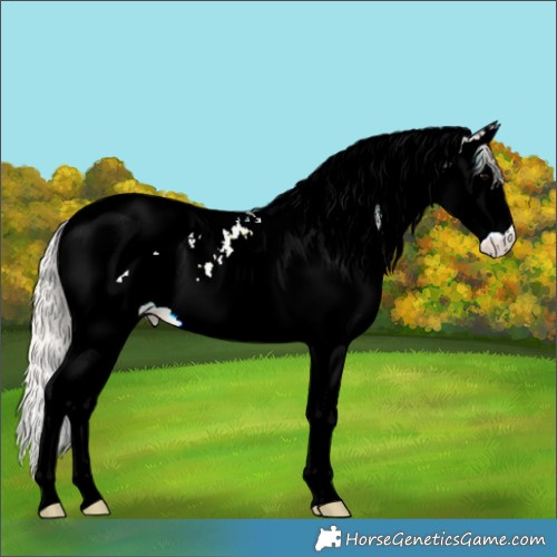 Horse Color:Silver Black Sabino Splash Tobiano 