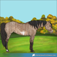Horse Color:Liver Red Dun  and Liver Red Dun Frame 