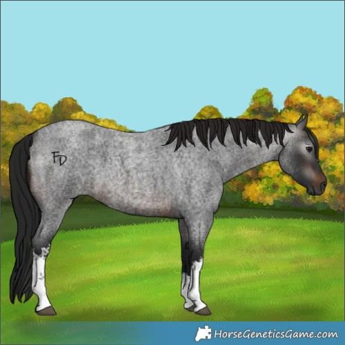 Horse Color:Gray White Spotted Brown Roan 