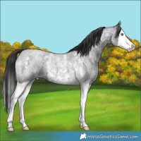 Horse Color:Blue Roan Sabino Splash 