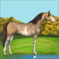 Horse Color:Buckskin Sabino Rabicano 