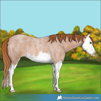 Horse Color:Red Roan Splash