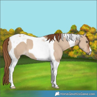 Horse Color:Red Dun Tobiano 