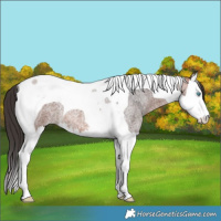 Horse Color:Bay Roan Splash Tobiano 