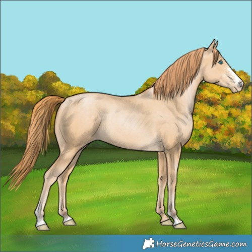 Horse Color:Buckskin Pearl Sabino 
