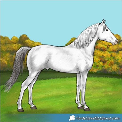 Horse Color:Bay Sabino 