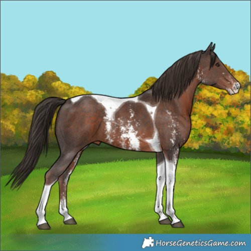 Horse Color:Liver Chestnut Sabino Tobiano 