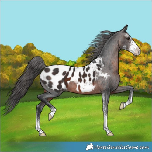 Horse Color:Brown Sabino Appaloosa 