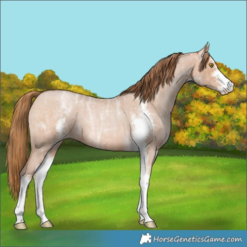 Horse Color:Bay Ice Roan Pearl Sabino 