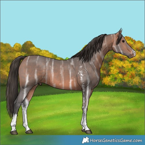 Horse Color:Bay Ice Sabino 