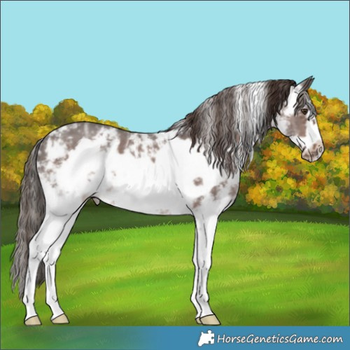 Horse Color:Liver Chestnut Ice Sabino Frame 