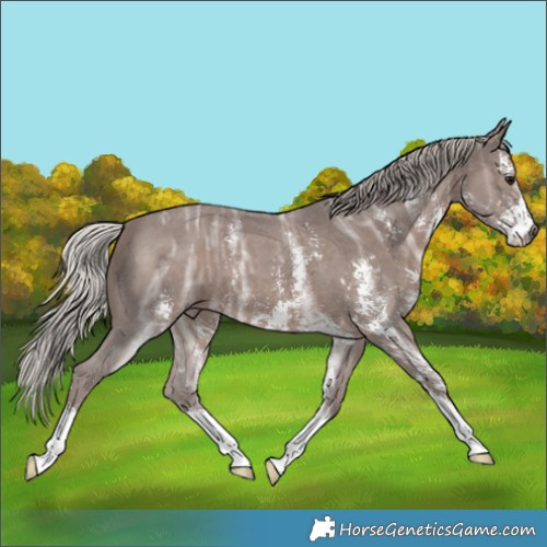 Horse Color:Silver Black Ice Sabino 