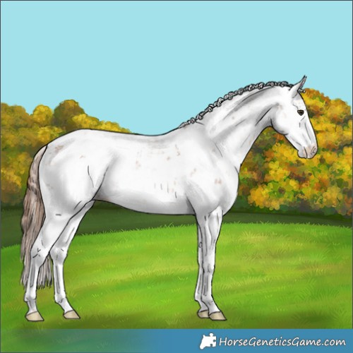 Horse Color:Chestnut Ice Sabino 