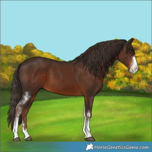 Horse Color:Liver Chestnut Sabino 