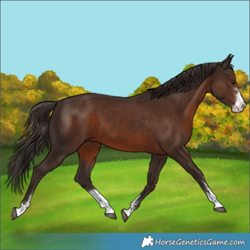 Horse Color:Liver Chestnut Sabino 