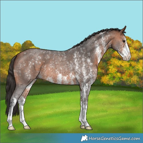 Horse Color:Bay Sabino 