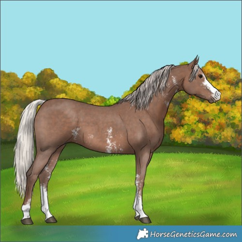 Horse Color:Silver Black Sabino 