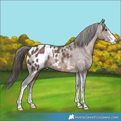 Horse Color:Liver Chestnut Ice Sabino Appaloosa 