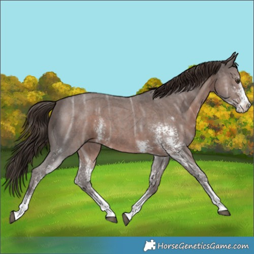 Horse Color:Liver Chestnut Ice Sabino 