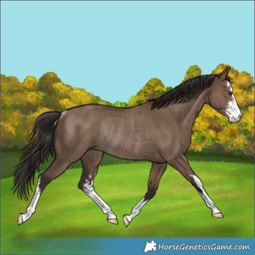 Horse Color:White Spotted Liver Red Dun Rabicano 