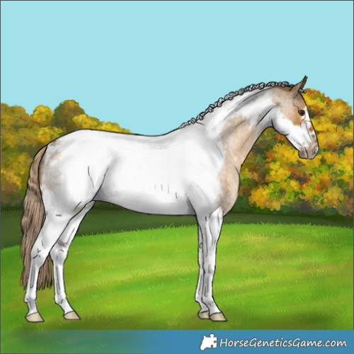 Horse Color:Chocolate Palomino Roan Dun Tobiano Frame