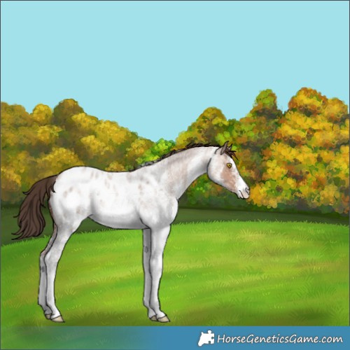Horse Color:White Spotted Amber Champagne Roan Appaloosa 