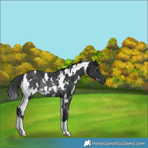 Horse Color:White Spotted Black Rabicano 