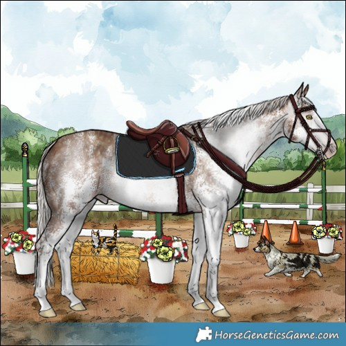 Horse Color:Gray White Spotted Silver Sable Champagne