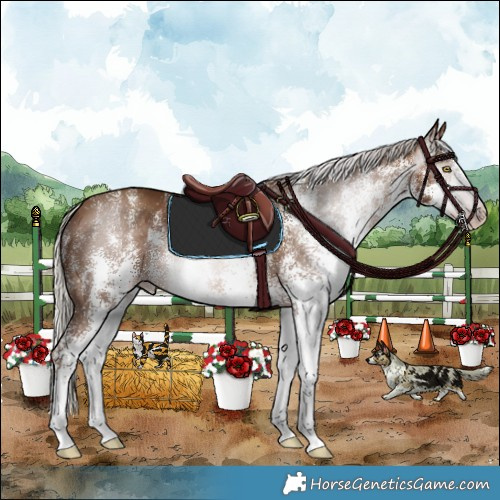 Horse Color:Gray White Spotted Silver Sable Champagne