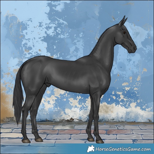 Horse Color:Black 
