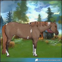 Horse Color:Liver Red Dun Tobiano Rabicano 