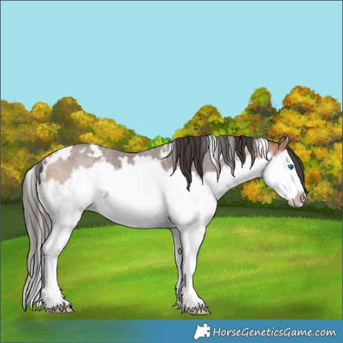 Horse Color:White Spotted Bay Roan Splash Frame