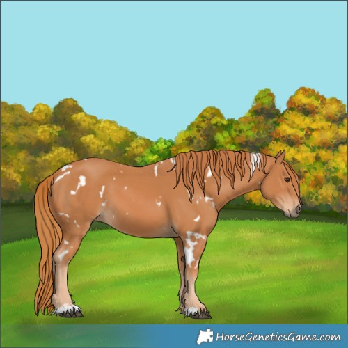 Horse Color:White Spotted Chestnut 