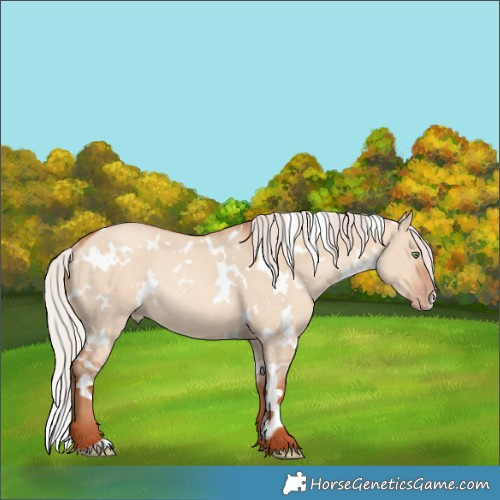 Horse Color:White Spotted Silver Sable Champagne Dun Rabicano 