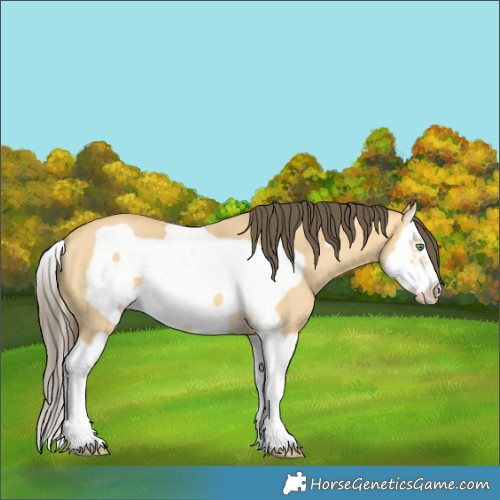 Horse Color:Amber Cream Champagne Dun Splash Frame 