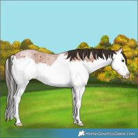 Horse Color:Bay Roan Splash 