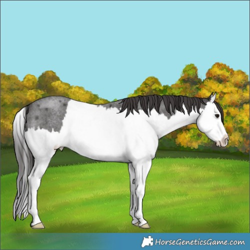 Horse Color:Smoky Blue Roan Splash 