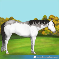 Horse Color:Gray Bay Roan Splash