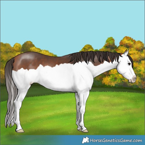 Horse Color:Bay Splash 