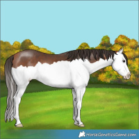 Horse Color:Bay Splash 