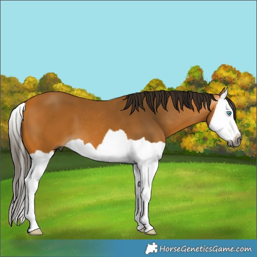 Horse Color:Gray Buckskin Splash 