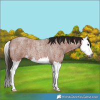 Horse Color:Gray Bay Roan Splash