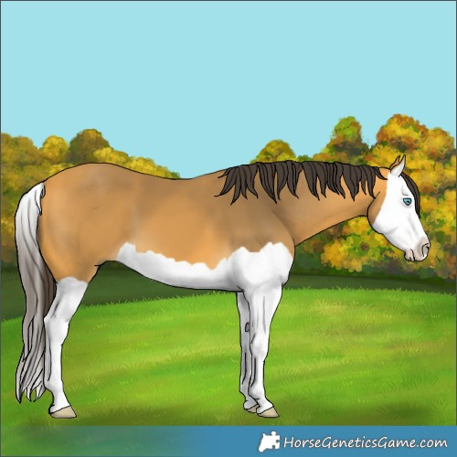 Horse Color:Buckskin Splash