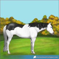 Horse Color:Gray Smoky Black Splash 