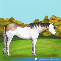 Horse Color:Gray Buckskin Splash