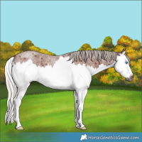 Horse Color:Gray Silver Bay Roan Splash